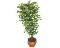Ficus zel Starlight 1,75 cm   Kocaeli Deirmendere iek maazas , ieki adresleri 