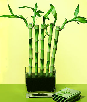  Kocaeli Alikahya online ieki , iek siparii  Good Harmony Lucky Bamboo camda