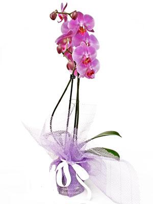  Kocaeli Alikahya online ieki , iek siparii  Kaliteli ithal saksida orkide