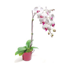  Kocaeli internetten çiçek satışı  Saksida orkide