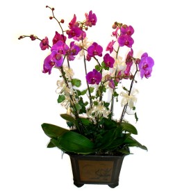  Kocaeli Deirmendere iek maazas , ieki adresleri  4 adet orkide iegi