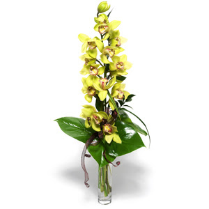  Kocaeli hediye iek yolla  cam vazo ierisinde tek dal canli orkide