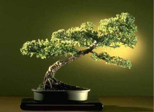 ithal bonsai saksi iegi  Kocaeli Kandra cicekciler , cicek siparisi 