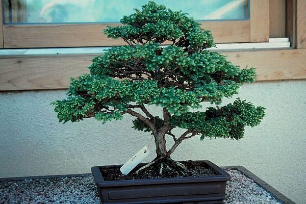 ithal bonsai saksi iegi  Kocaeli Gebze yurtii ve yurtd iek siparii 