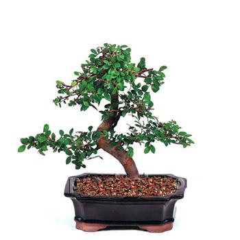 ithal bonsai saksi iegi  zmit Dilovas iek online iek siparii 
