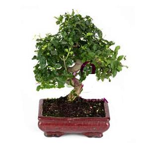 ithal bonsai saksi iegi  Kocaeli Alikahya online ieki , iek siparii 