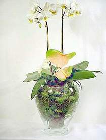 Kocaeli Kurueme internetten iek siparii  Cam yada mika vazoda zel orkideler