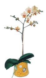  Kocaeli Derince iek servisi , ieki adresleri  Phalaenopsis Orkide ithal kalite