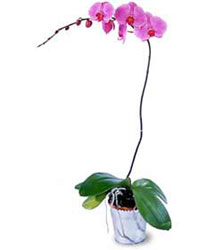  Kocaeli Darca kaliteli taze ve ucuz iekler  Orkide ithal kaliteli orkide 