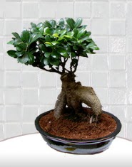 saks iei japon aac bonsai  zmit iek gnderme 