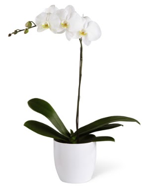 1 dall beyaz orkide  Kocaeli Gebze yurtii ve yurtd iek siparii 