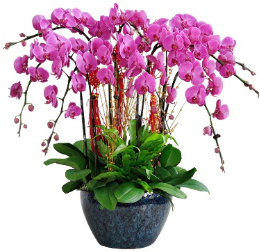 9 dallı mor orkide  yurtiçi ve yurtdışı çiçek siparişi 