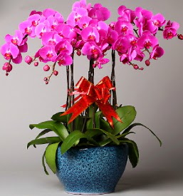 7 dall mor orkide  Kocaeli zmit nternetten iek siparii 