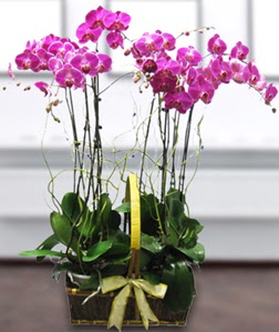 4 dallı mor orkide  çiçekçi telefonları 