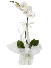 1 dal beyaz orkide iei  zmit Dilovas iek online iek siparii 