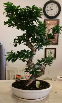100 cm yüksekliğinde dev bonsai japon ağacı  hediye çiçek yolla 