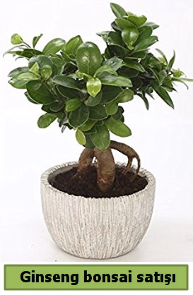 Ginseng bonsai japon aac sat  Kocaeli Krfez iekiler 
