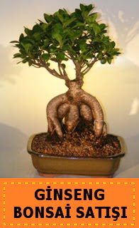 Ginseng bonsai sat japon aac  Kocaeli Deirmendere iek maazas , ieki adresleri 