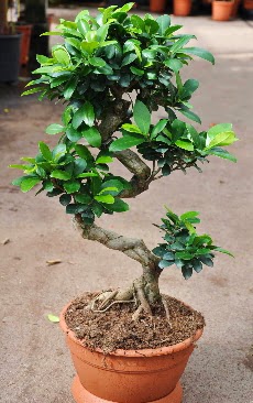 Orta boy bonsai saks bitkisi  Kocaeli Doksanbeevler hediye sevgilime hediye iek 