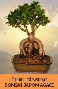 thal japon aac ginseng bonsai sat  Kocaeli hediye iek yolla 