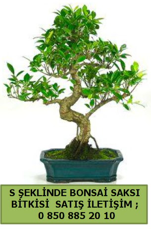 thal S eklinde dal erilii bonsai sat  Kocaeli Koseky internetten iek sat 
