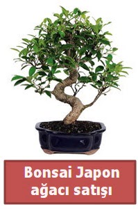 Japon aac bonsai sat  Kocaeli Hereke uluslararas iek gnderme 
