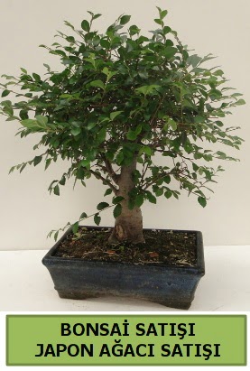 Minyatr bonsai japon aac sat  Kocaeli zmit ieki maazas 