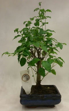 Minyatr bonsai japon aac sat  Kocaeli Krfez iekiler 