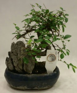 thal 1.ci kalite bonsai japon aac  Kocaeli Kurueme internetten iek siparii 