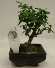 Kk minyatr bonsai japon aac  Kocaeli Koseky internetten iek sat 