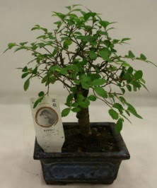 Minyatr ithal japon aac bonsai bitkisi  Kocaeli Kurueme internetten iek siparii 