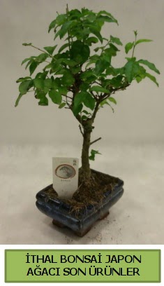 thal bonsai japon aac bitkisi  Kocaeli Acsu iek yolla , iek gnder , ieki  