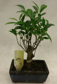 Japon aac bonsai bitkisi sat  Kocaeli Krfez iekiler 