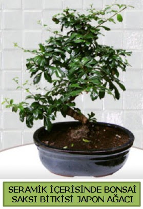 Seramik vazoda bonsai japon aac bitkisi  Kocaeli Hereke uluslararas iek gnderme 