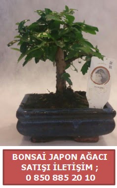 Japon aac minyar bonsai sat  Kocaeli Kurueme internetten iek siparii 
