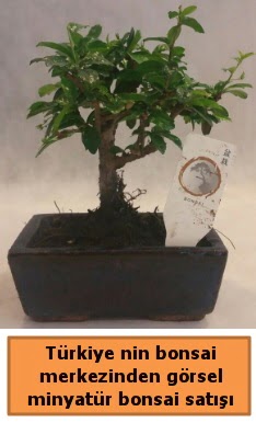 Japon aac bonsai sat ithal grsel  zmit Seymen iek siparii sitesi 