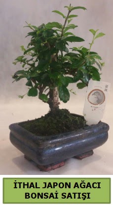 thal japon aac bonsai bitkisi sat  Kocaeli Krfez iekiler 