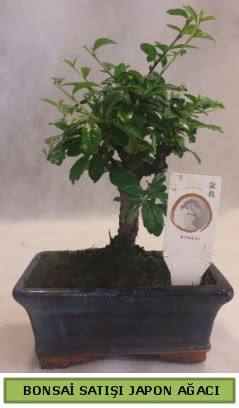 Minyatr bonsai aac sat  Kocaeli Koseky internetten iek sat 