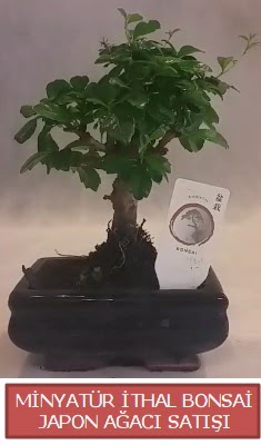 Kk grsel bonsai japon aac bitkisi  Kocaeli Kullar iek siparii vermek 