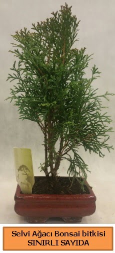 Selvi aac bonsai japon aac bitkisi  Kocaeli Kurueme internetten iek siparii 