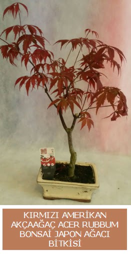 Amerikan akaaa Acer Rubrum bonsai  Kocaeli Krfez gvenli kaliteli hzl iek 