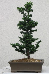 am aac bonsai bitkisi sat  Kocaeli Krfez iekiler 