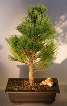 am aac japon aac bitkisi bonsai  Kocaeli Krfez iekiler 