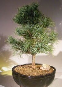 am aac bonsai bitkisi sat  Kocaeli Kefken online iek gnderme sipari 