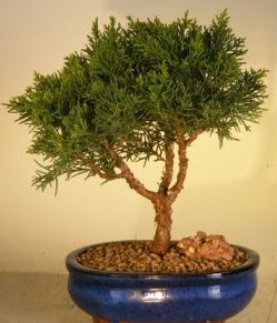 Servi am bonsai japon aac bitkisi  zmit Seymen iek siparii sitesi 