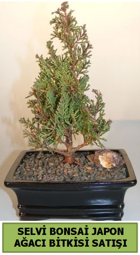 Selvi am japon aac bitkisi bonsai  Kocaeli Krfez iekiler 