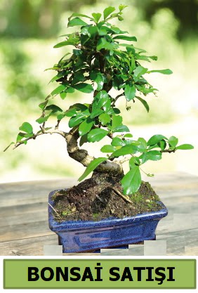 am bonsai japon aac sat  Kocaeli Kurueme internetten iek siparii 