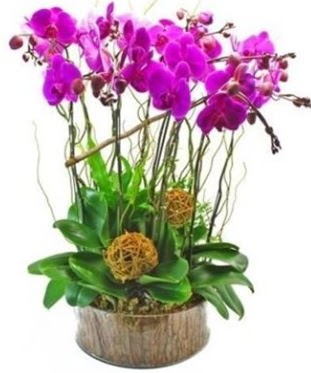Ahap ktkte lila mor orkide 8 li  zmit Glck 14 ubat sevgililer gn iek 
