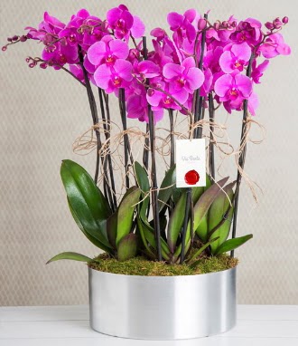 11 dallı mor orkide metal vazoda  Kocaeli çiçekçi mağazası 