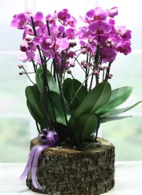 Ktk ierisinde 6 dall mor orkide  Kocaeli Kefken online iek gnderme sipari 